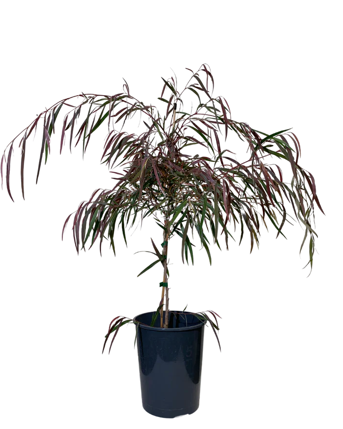 Burgundy Willow Myrtle (Agonis flexuosa)