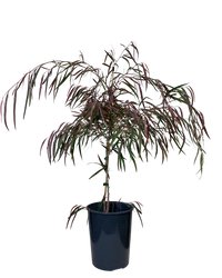 Burgundy Willow Myrtle (Agonis flexuosa)