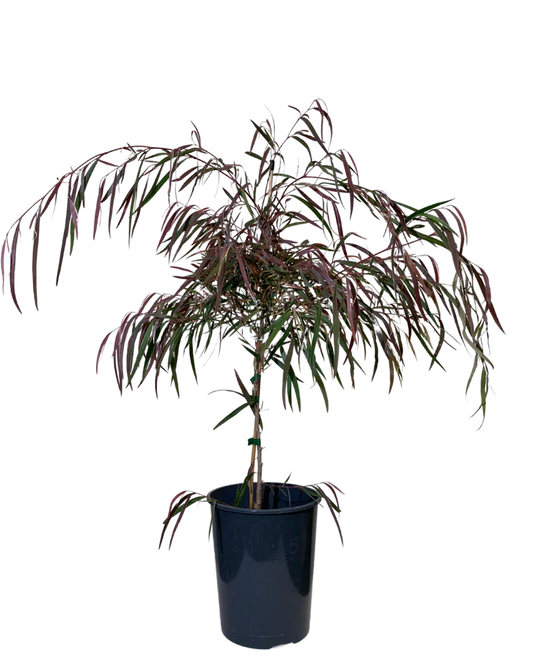 Burgundy Willow Myrtle (Agonis flexuosa)