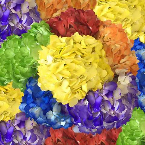 Hydrangea Assorted (Hydrangea spp.) - Ladybird Nursery