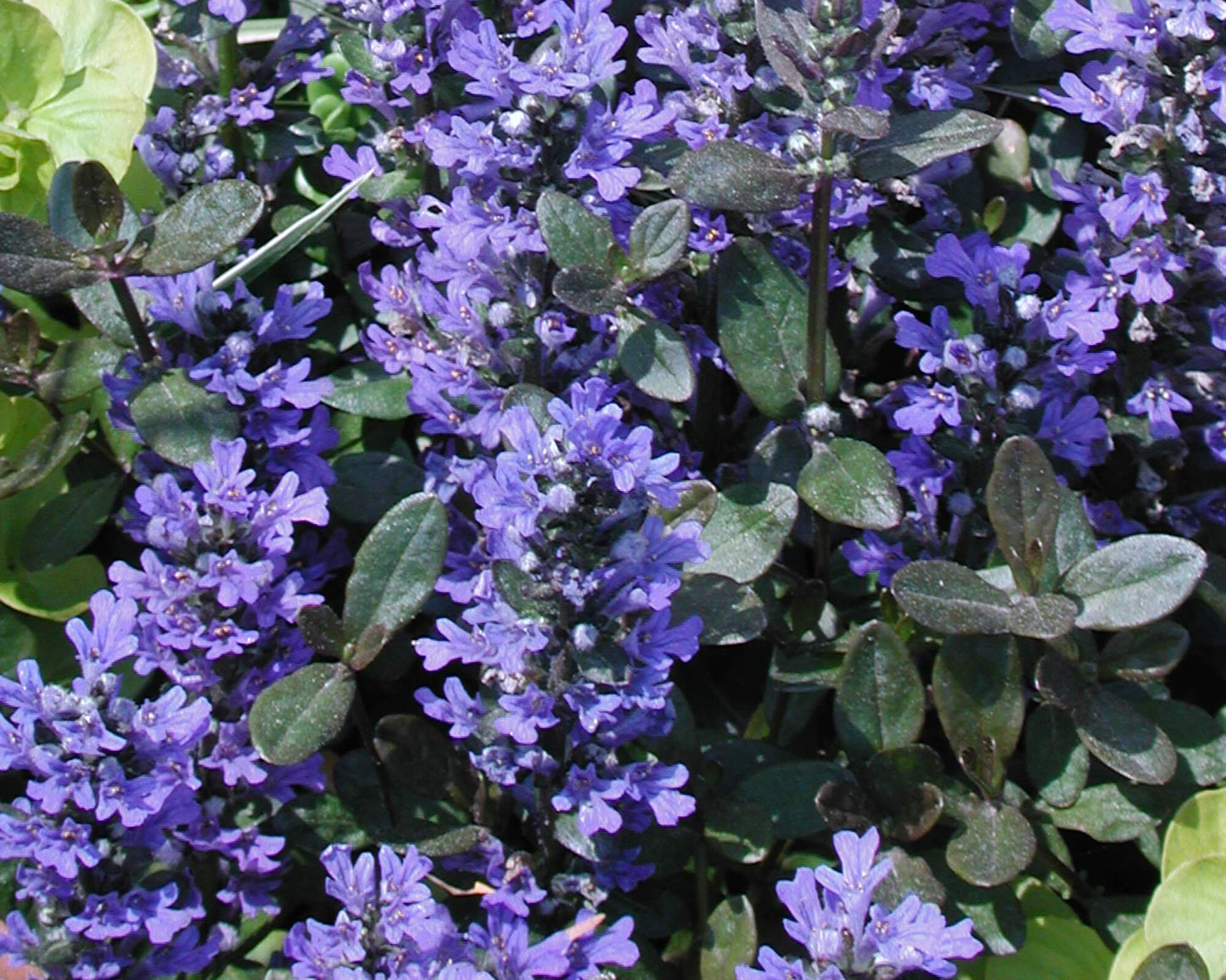 Chocolate Chip Bugle (Ajuga reptans)