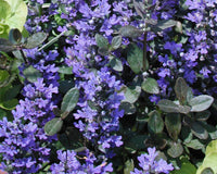 Chocolate Chip Bugle (Ajuga reptans)
