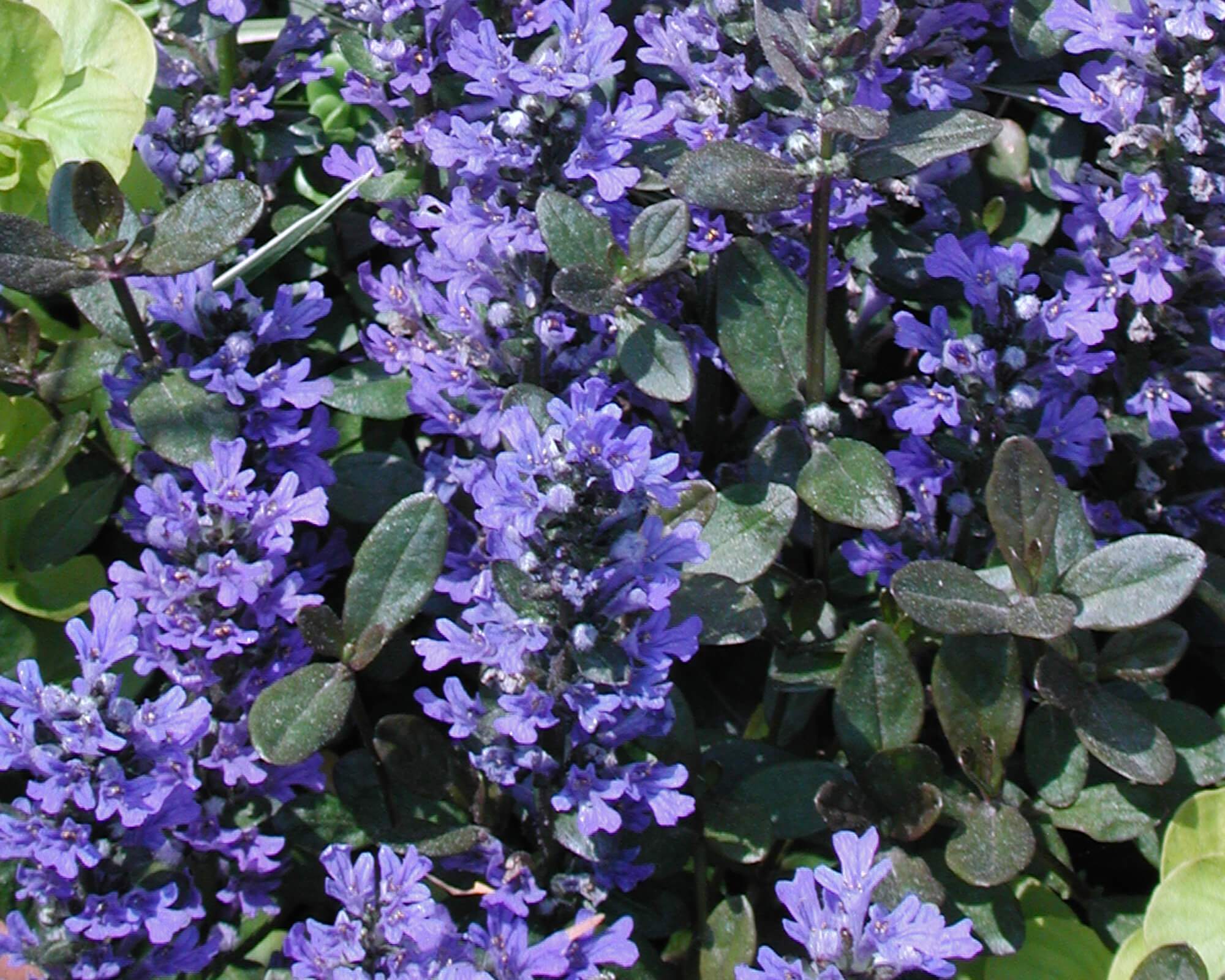 Chocolate Chip Bugle (Ajuga reptans) - Ladybird Nursery