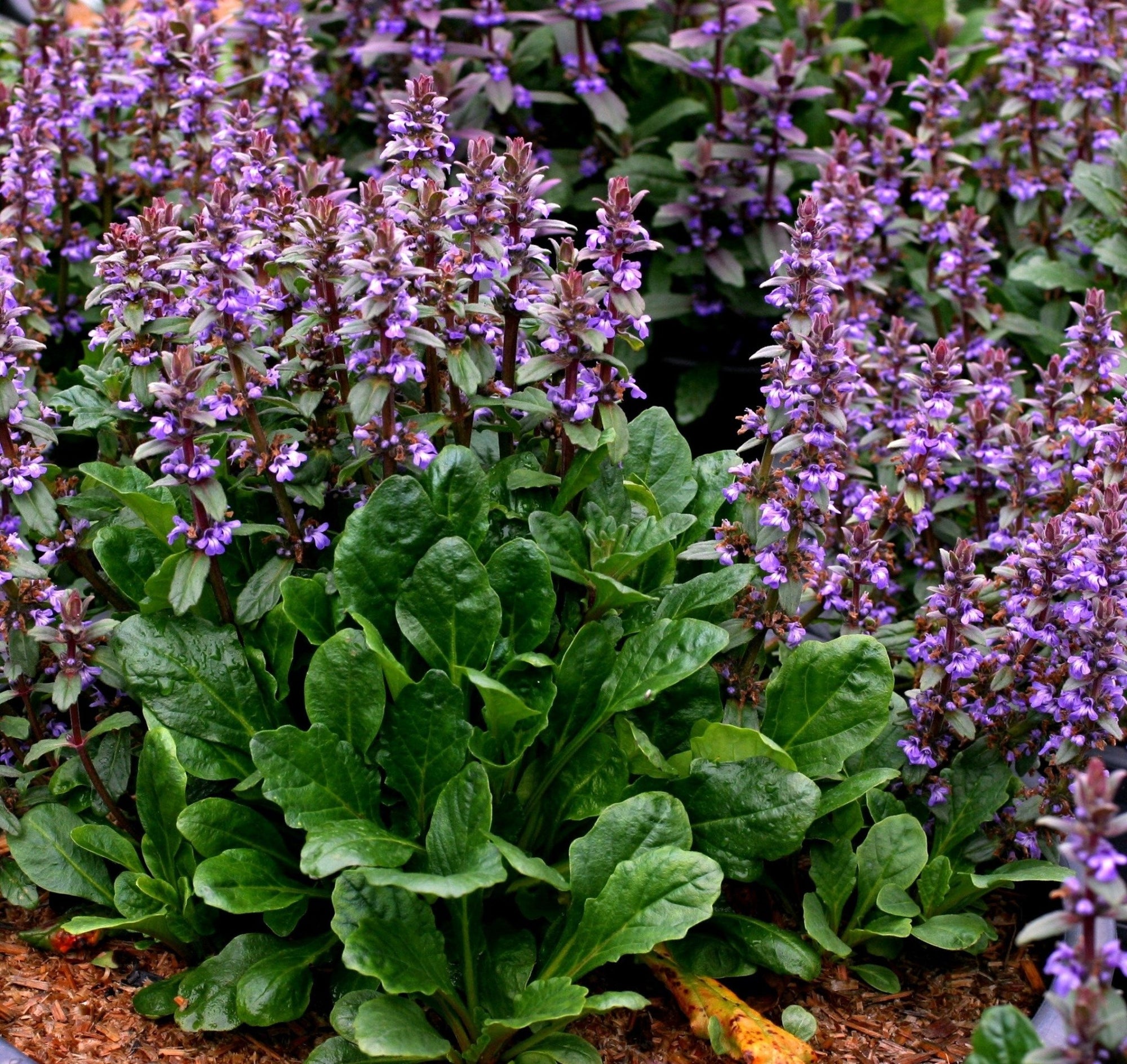 Australian Bugle Aussie (Ajuga australis) - Ladybird Nursery