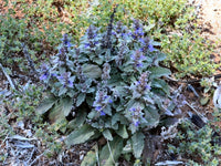 Australian Bugle Aussie (Ajuga australis) - Ladybird Nursery