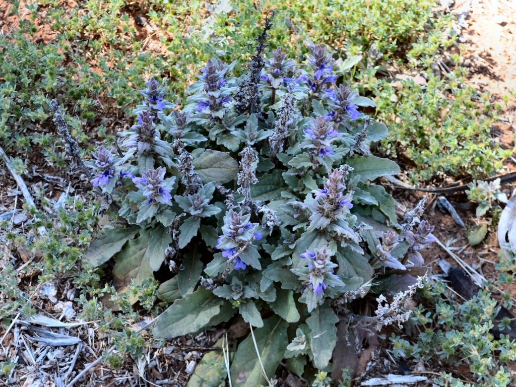 Australian Bugle Aussie (Ajuga australis) - Ladybird Nursery