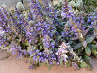 Australian Bugle Aussie (Ajuga australis)