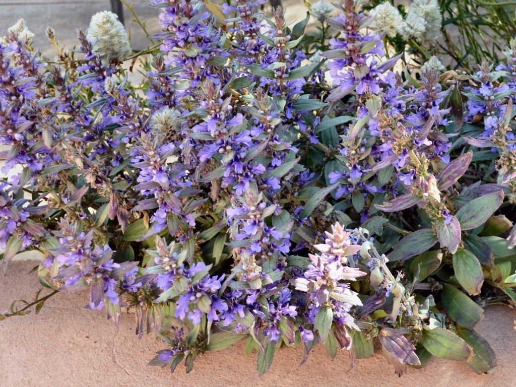 Australian Bugle Aussie (Ajuga australis) - Ladybird Nursery