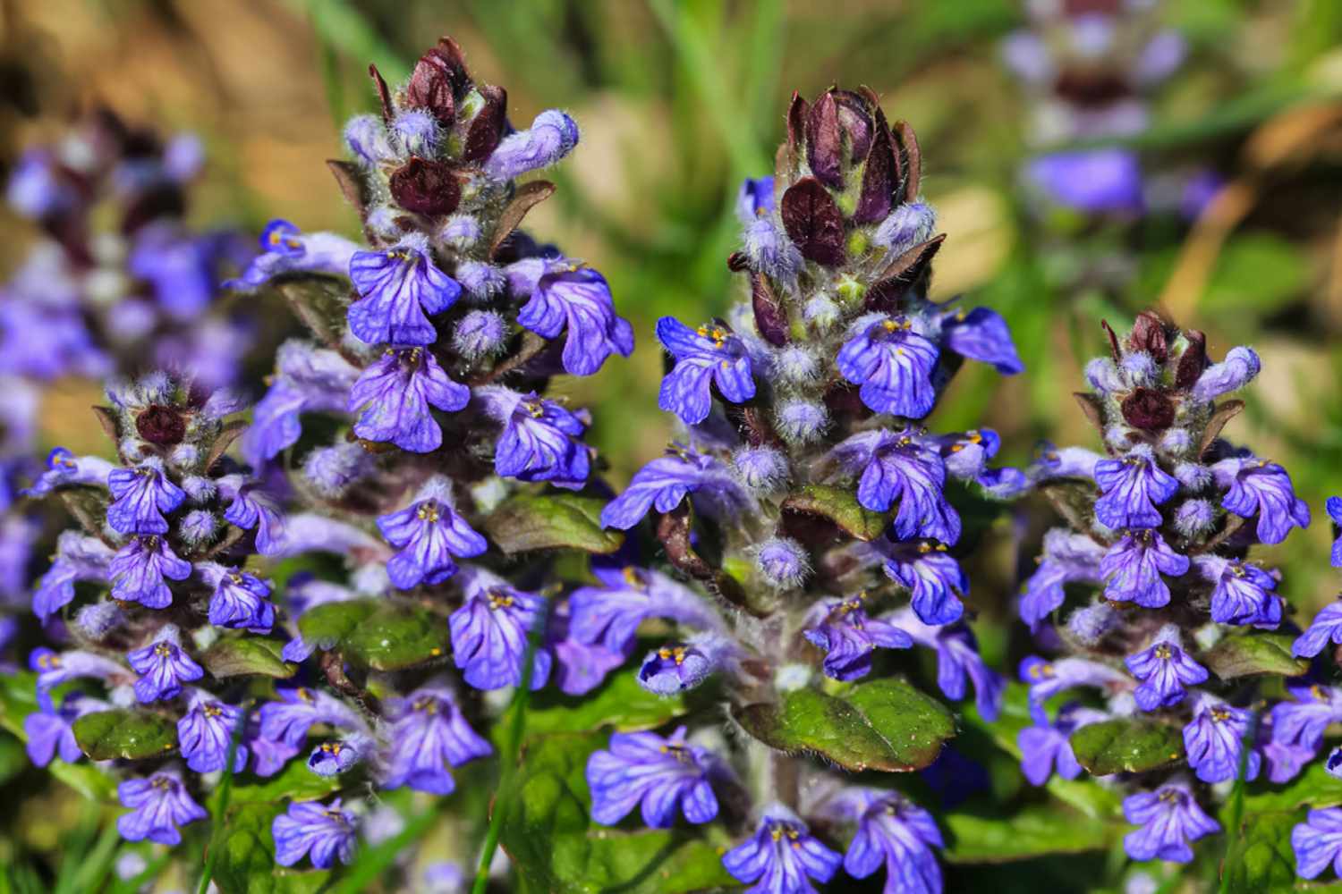 Common Bugle (Ajuga reptans) - Ladybird Nursery