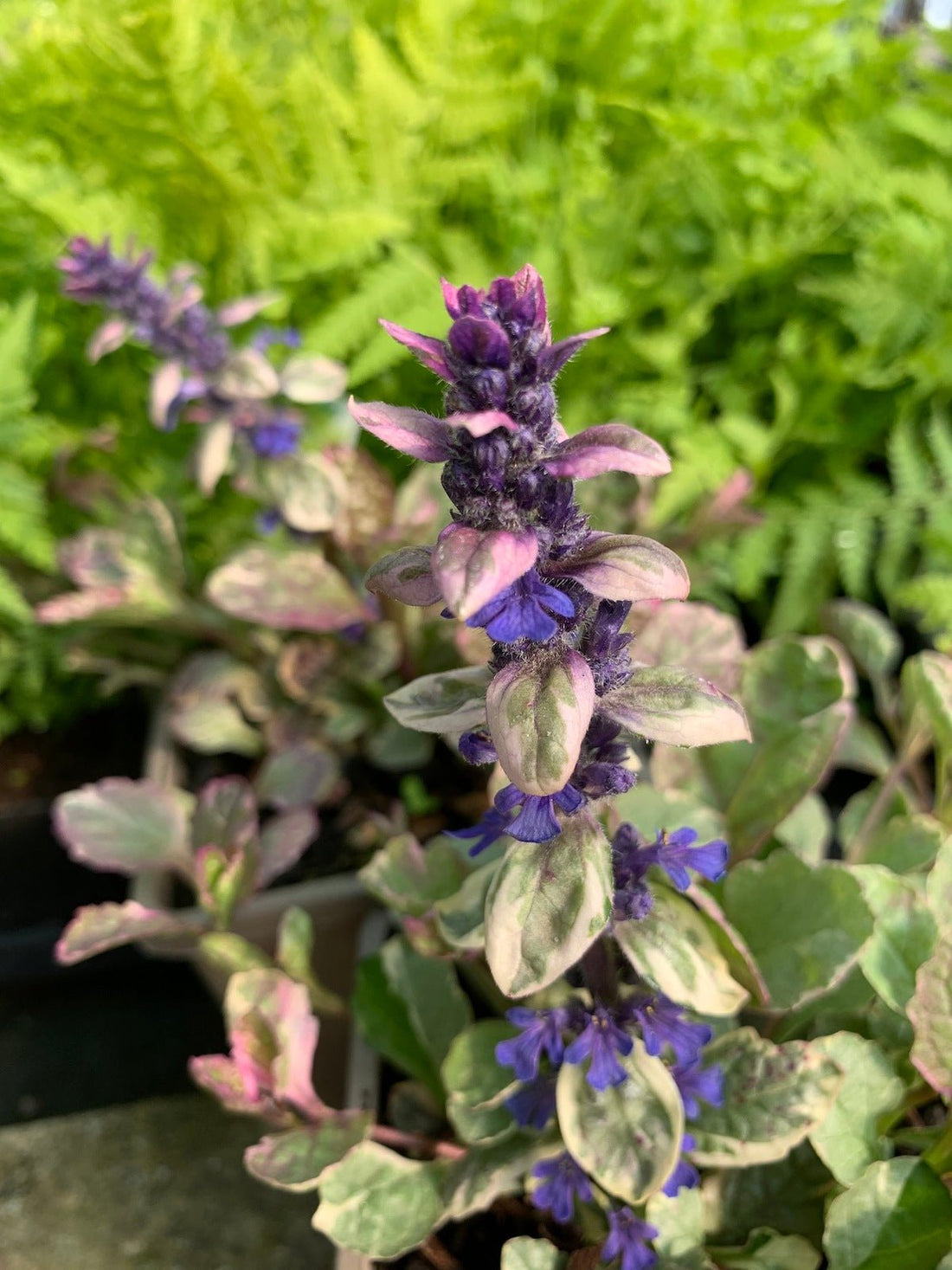 Burgundy Glow Bugle (Ajuga reptans) - Ladybird Nursery