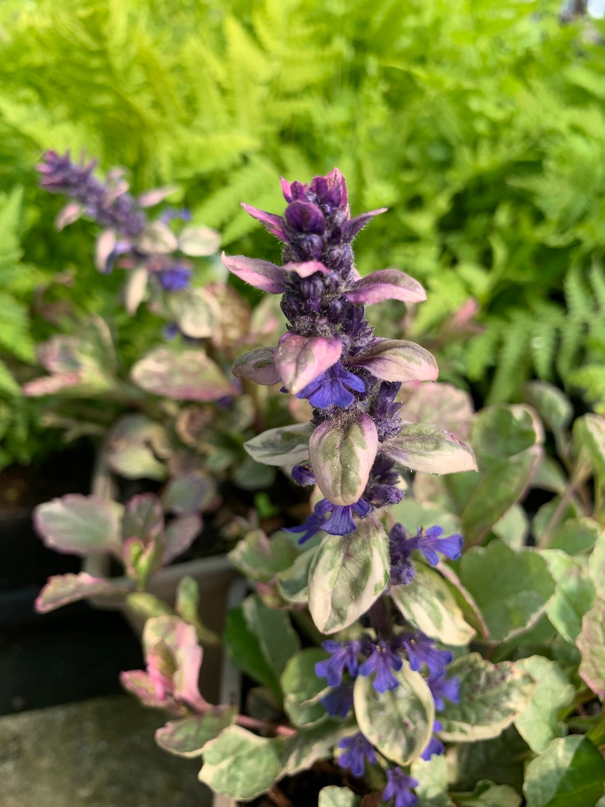 Burgundy Glow Bugle (Ajuga reptans)