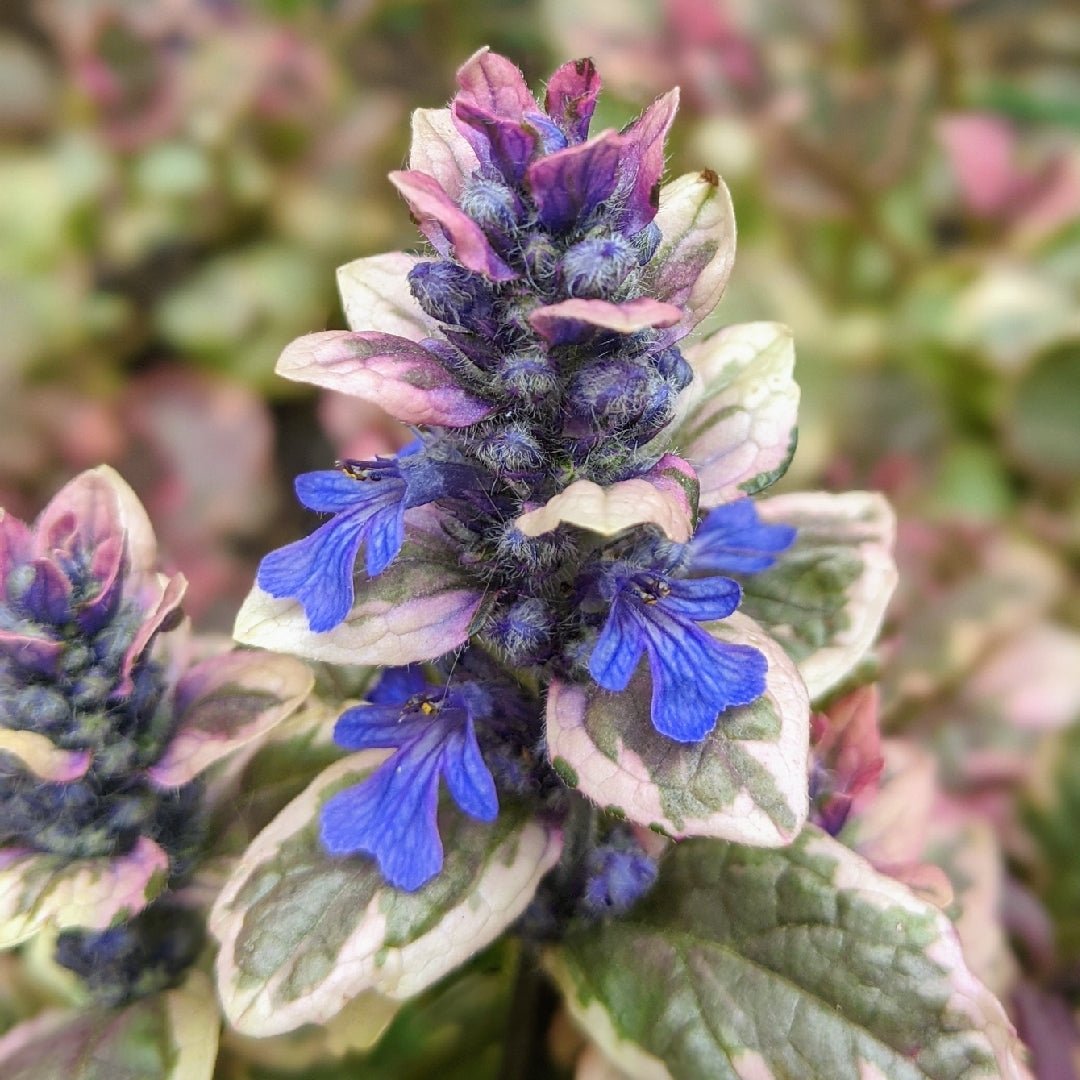 Burgundy Glow Bugle (Ajuga reptans) - Ladybird Nursery