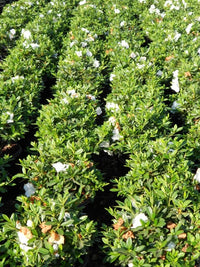 Azalea indica Alaska