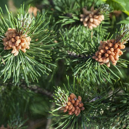 Scots Pine (Pinus sylvestris saxatilis) - Ladybird Nursery