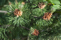 Scots Pine (Pinus sylvestris saxatilis) - Ladybird Nursery