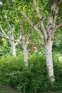 Silver Birch (Betula pendula) - Ladybird Nursery