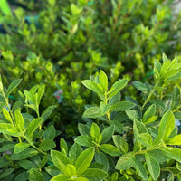 Azalea indica Alba Magnifica