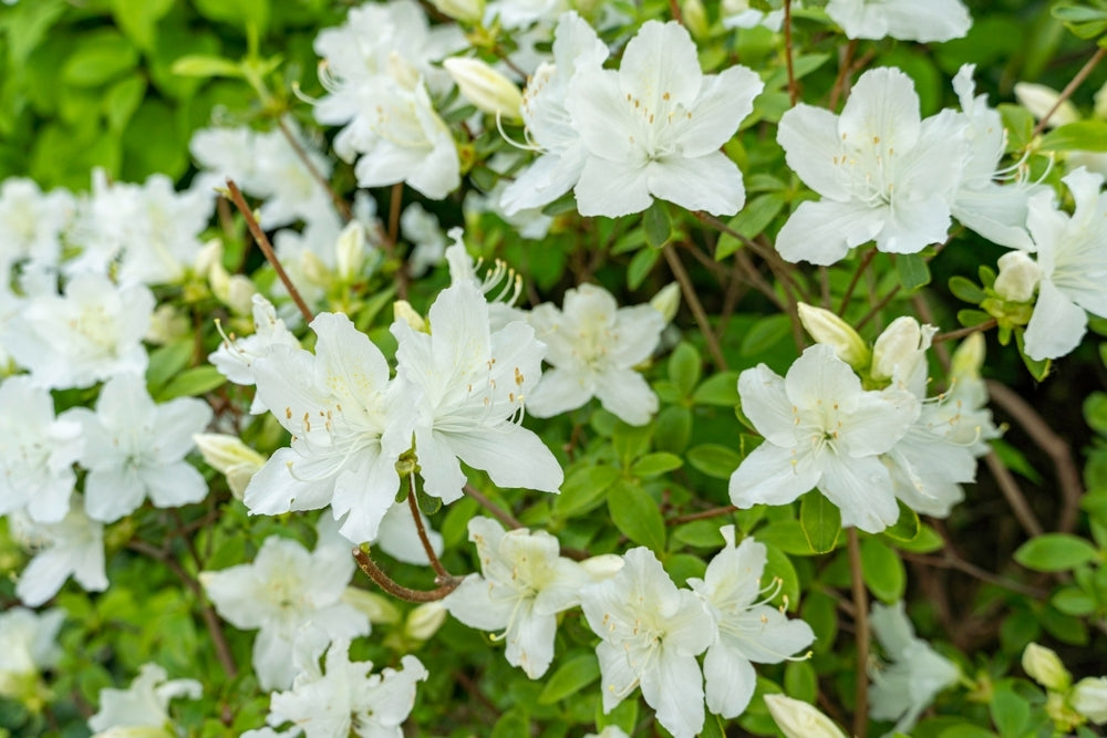 Azalea indica Alba Magnifica