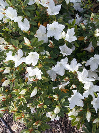 Azalea indica Alba Magnifica - Ladybird Nursery