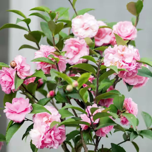 Sasanqua Camellia Assorted (Camellia sasanqua)