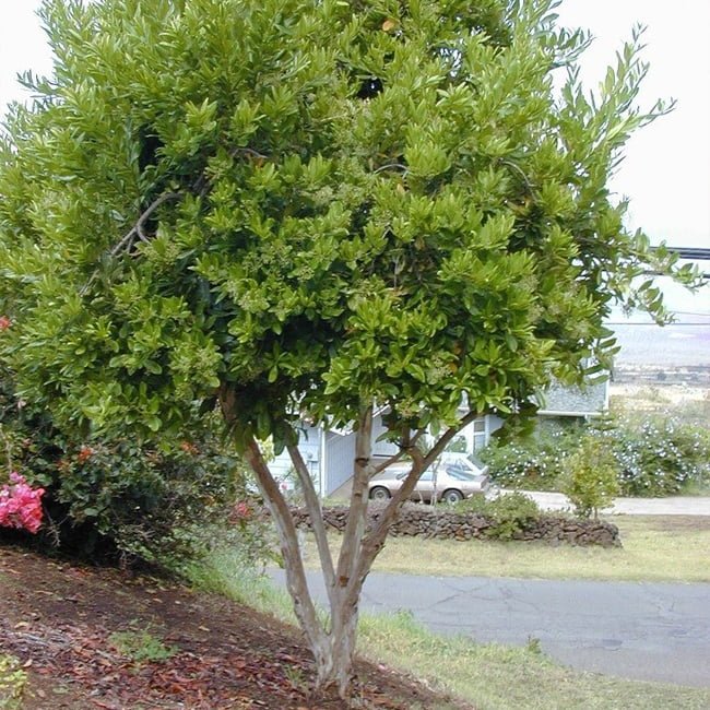 All Spice - Ladybird Nursery