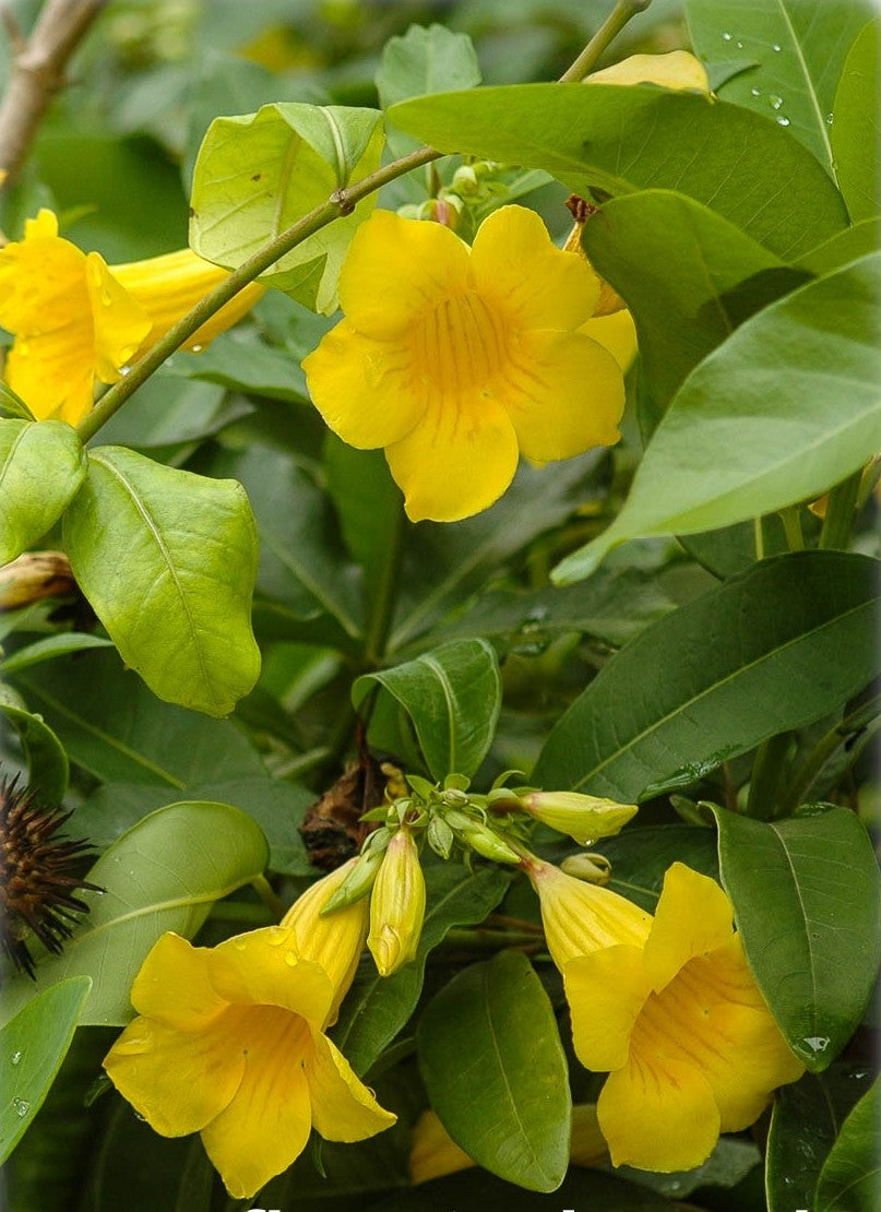 Dwarf Golden Trumpet Ladders (Allamanda schottii)