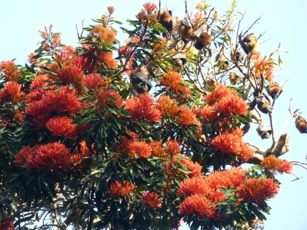 Queensland Tree Waratah (Alloxylon flammeum) - Ladybird Nursery