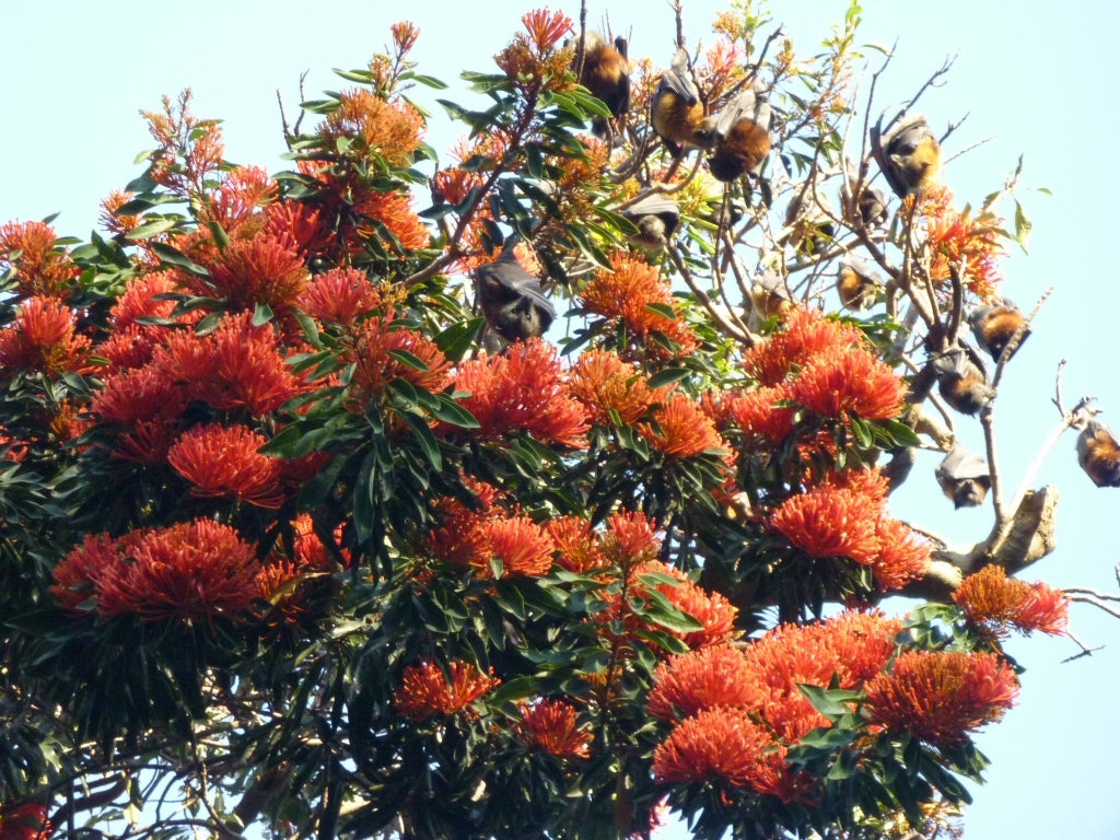 Tree Waratah (Alloxylon flammeum)