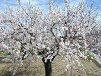 Dwarf Almond Self Pollinating