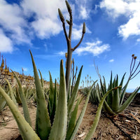 Aloe Vera (Aloe vera)