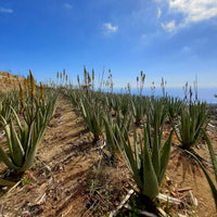 Aloe Vera (Aloe vera)
