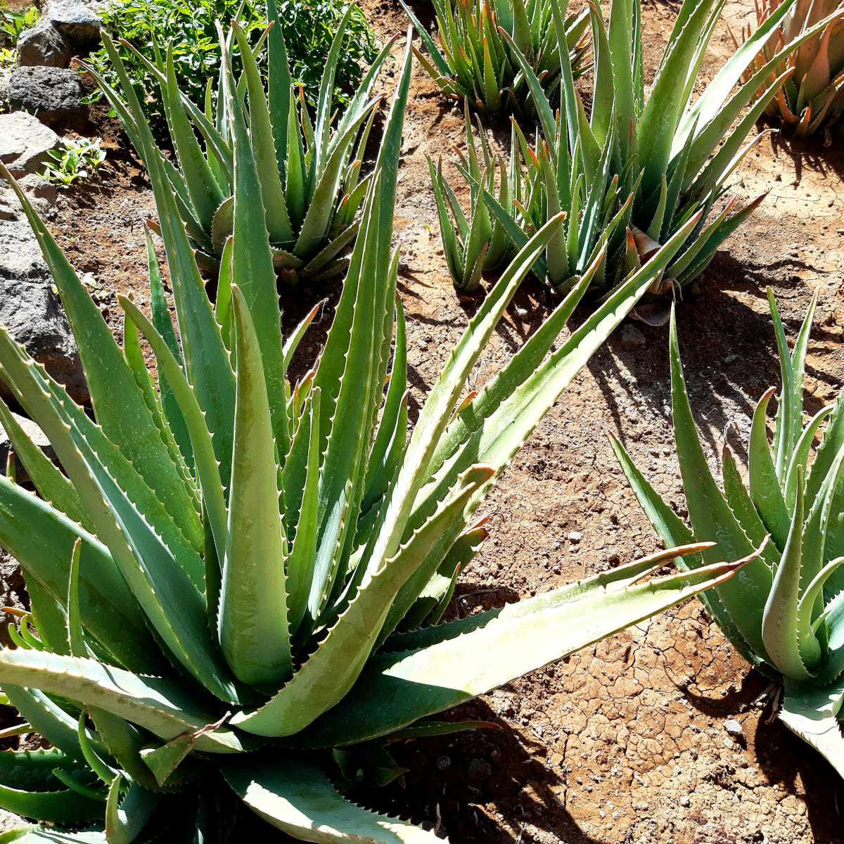 Aloe Vera (Aloe vera)