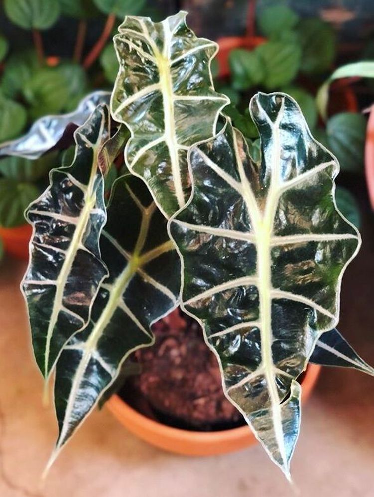 Boa Elephant Ear (Alocasia Boa) - Ladybird Nursery