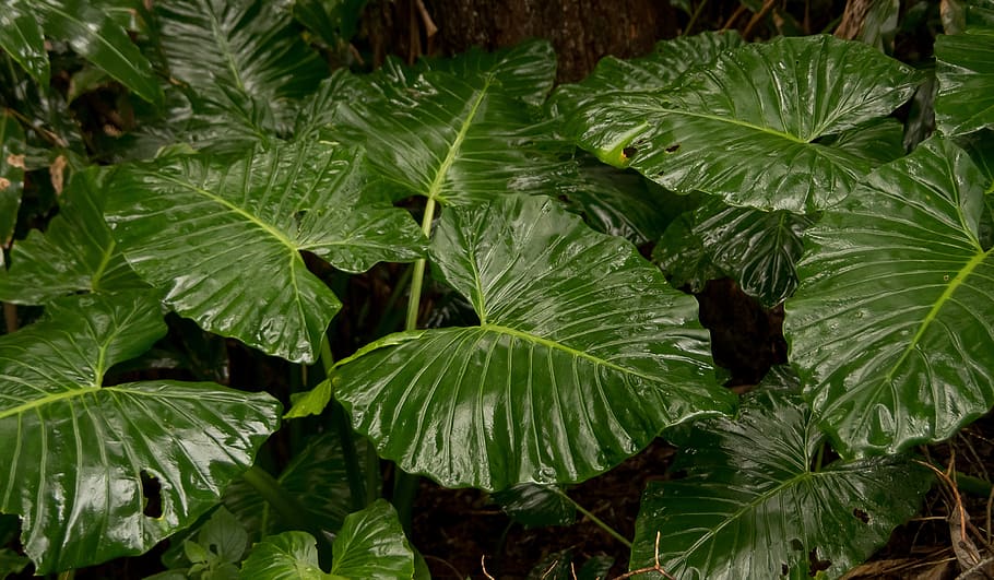 Elephant Ear (Alocasia brisbanensis) 300mm (PICK UP ONLY)