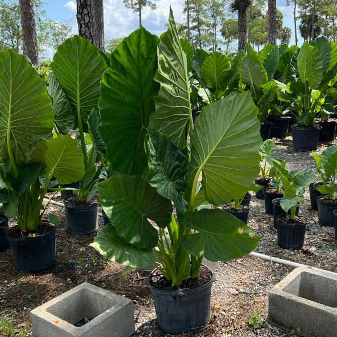 Calidora Elephant Ear (Alocasia calidora) - Ladybird Nursery