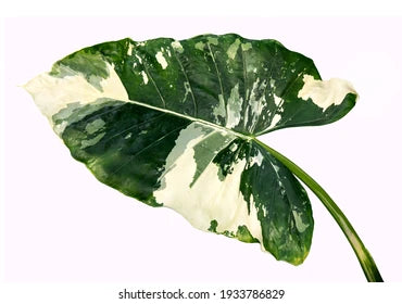 Safari Ebony Elephant Ear (Alocasia Safari)