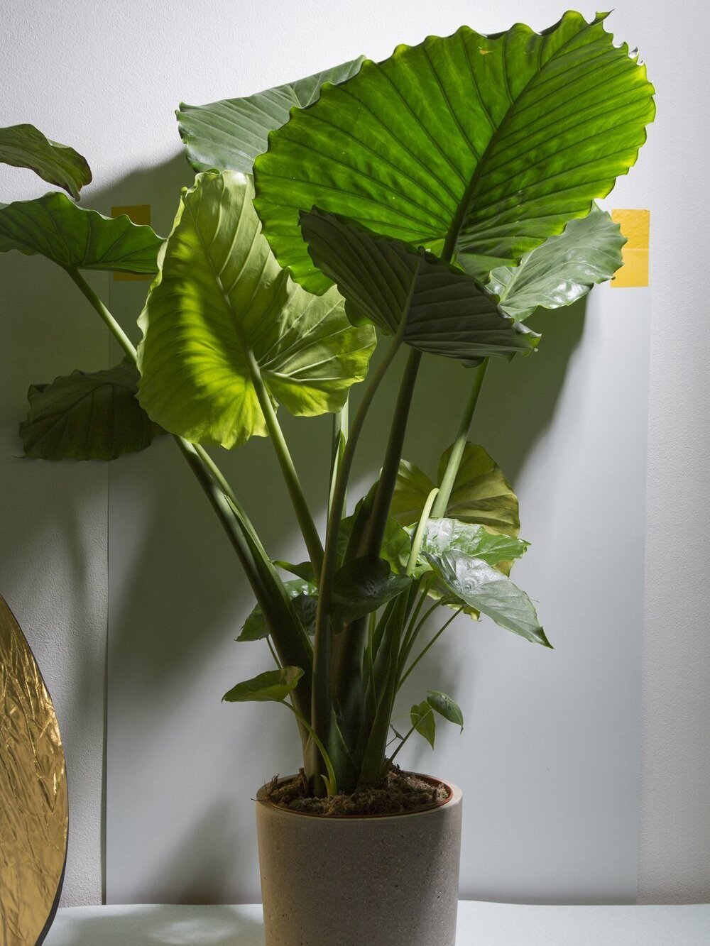 Portadora Elephant Ear (Alocasia Portadora) - Ladybird Nursery