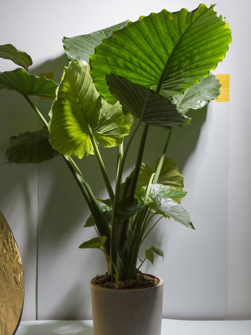Portadora Elephant Ear (Alocasia Portadora)