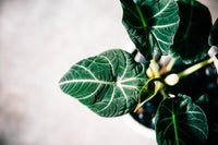 Black Velvet Elephant Ear (Alocasia Black) - Ladybird Nursery