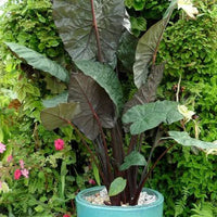 Yucatan Princess Elephant Ear (Alocasia Yucatan) - Ladybird Nursery