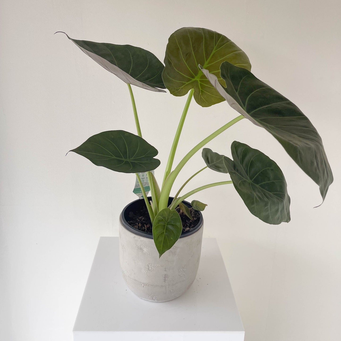 Elephant Ear (Alocasia Bebe)