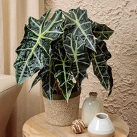 Dwarf Elephant Ear (Alocasia amazonica)