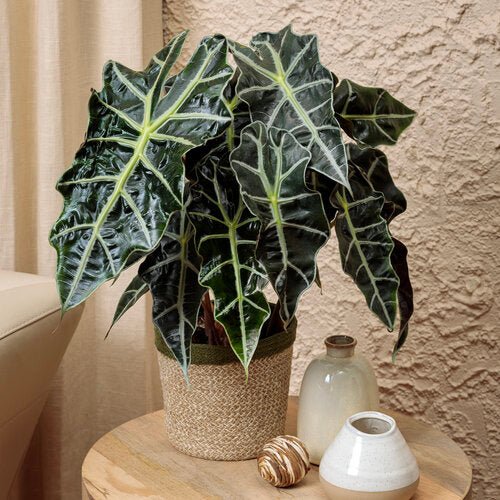 Dwarf Elephant Ear (Alocasia amazonica) - Ladybird Nursery