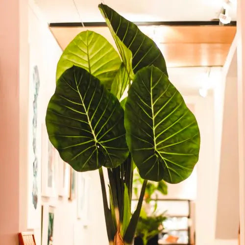 Dwarf Elephant Ear (Alocasia calidora)