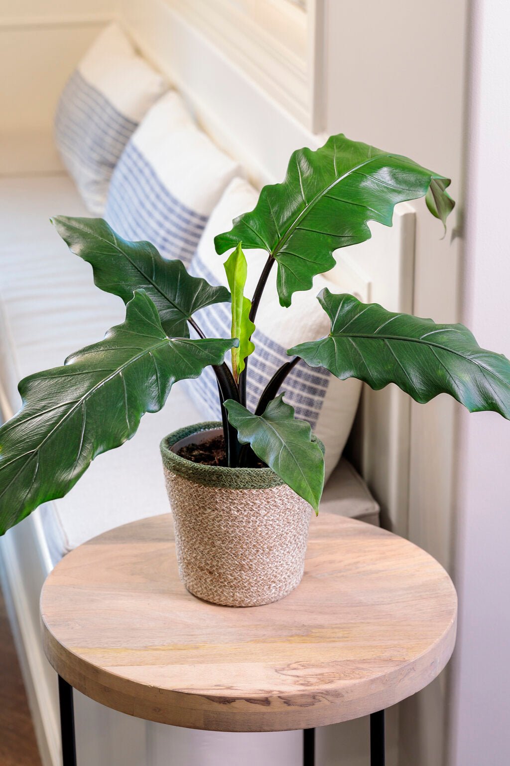 Purple Sword (Alocasia lauterbachiana) - Ladybird Nursery