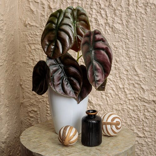 Red Secret Elephant Ear (Alocasia Red) - Ladybird Nursery