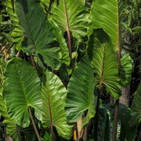 Alocasia 'Imperial Red' - Large