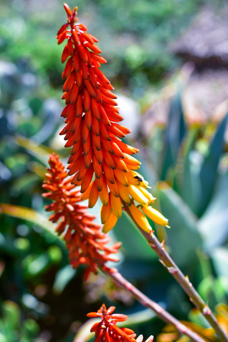 Bitter Aloe (Aloe ferox)