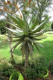 Anthill Aloe (Aloe omavandae) - Ladybird Nursery