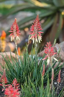 Porcupine Aloe (Aloe Porcupine)
